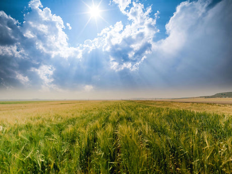 Unlocking the Secrets: The Influence of Barley Protein and Plumpness on Malt Extract