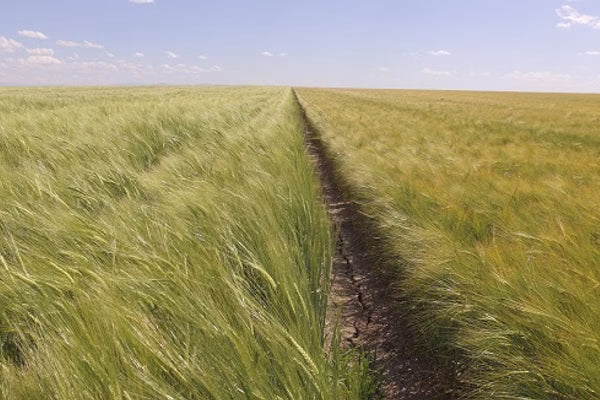 Dormancy: Barley Barely Germinating