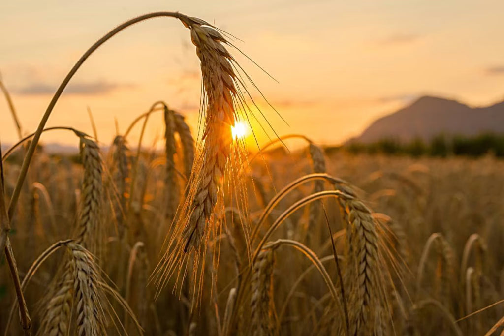 What is a Grisette?