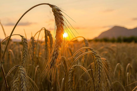 What is a Grisette?