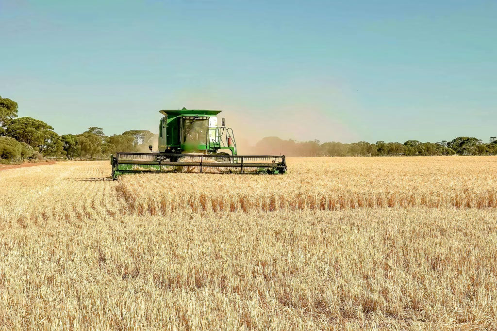 Unique Fun Facts about Barley: Or is it Malts? Or Malted Barley?