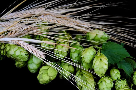 Origins of IPA: the real story