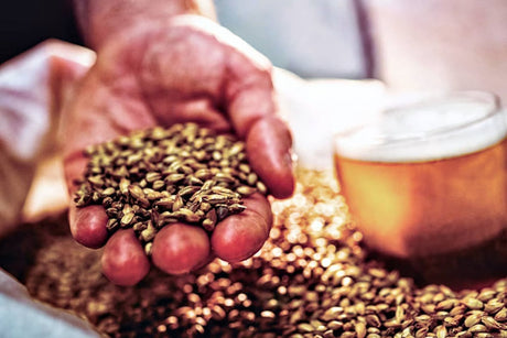 Why breweries should be talking more about malt, part 2: The Foundations