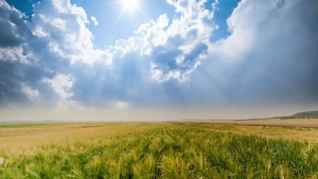 Malt COA: Reading & understanding a certificate of analysis