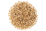 Chit Malt